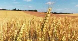 Хлеб снова подорожает? В Молдове сняли запрет на экспорт муки и пшеницы