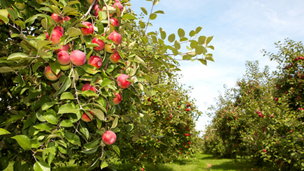 ЕИБ выделит Молдове кредит на модернизацию садов