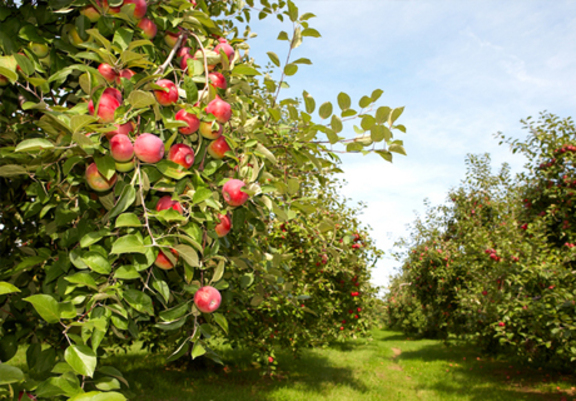 ЕИБ выделит Молдове кредит на модернизацию садов