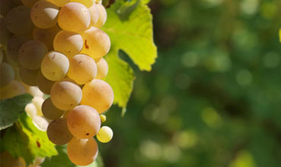 Молдова продает столовый виноград в 18 стран мира