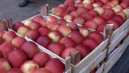 Молдова планирует поставлять яблоки и виноград в Великобританию