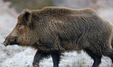 В Молдове открылся сезон охоты на кабанов