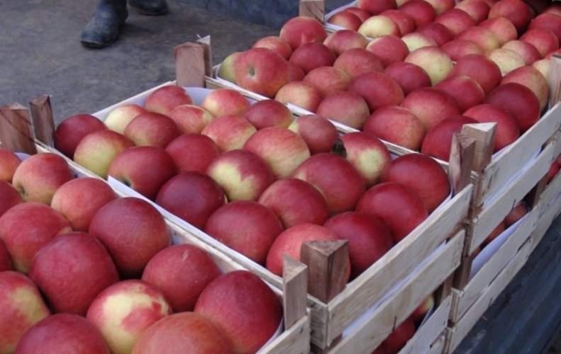 Молдова планирует поставлять яблоки и виноград в Великобританию
