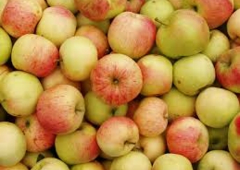 Урожай яблок в этом году будет рекордно низким