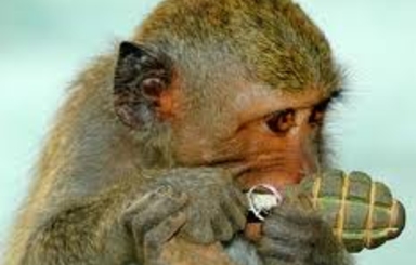 Обезьяна с гранатой. Почему необходимо новое Соглашение между ACUM и Партией социалистов