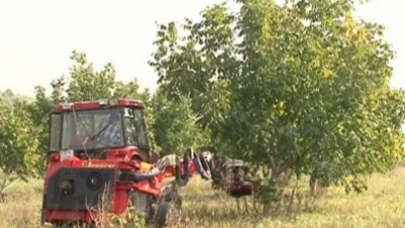 Новые технологии сбора орехов