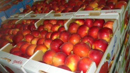 Молдавские производители фруктов нашли способ обойти российское эмбарго
