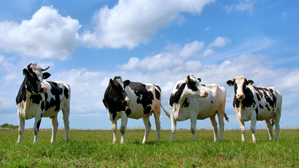 В Молдове проведут фестиваль корoв
