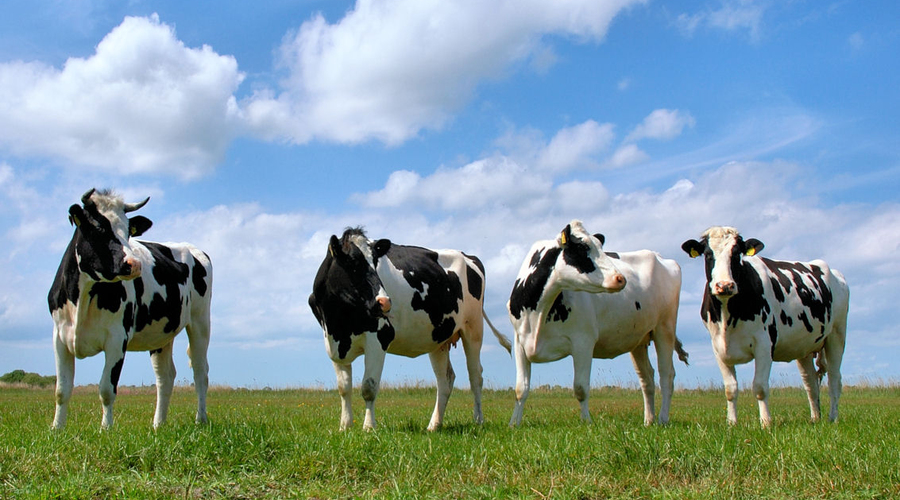 В Молдове проведут фестиваль корoв