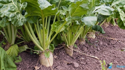 В Молдове выдался богатый урожай сахарной свеклы