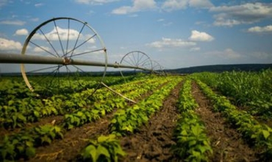 Сельское хозяйство РМ развивается благодаря проектам Всемирного банка