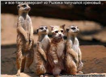 Сколько во власти засланных казачков?