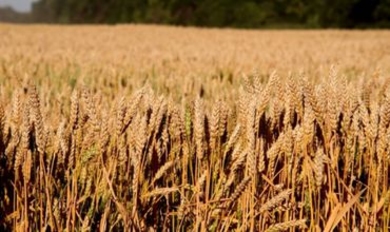 Засуха нещадно бьет по урожаю пшеницы