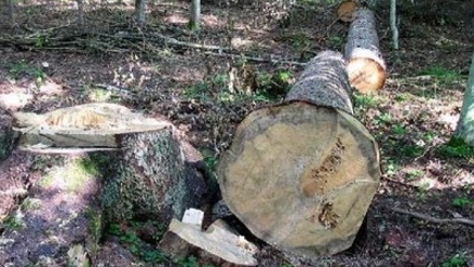 В лесопарке Schinoasă обнаружена неконтролируемая вырубка