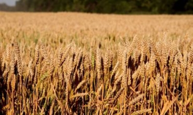 Засуха нещадно бьет по урожаю пшеницы