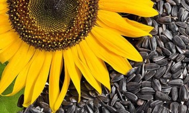 В Россию не пустили партию семян подсолнечника из Молдовы