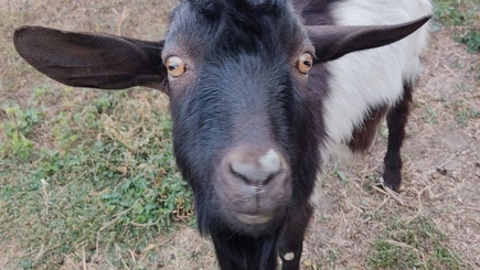 Липа телеги или железное обвинение?