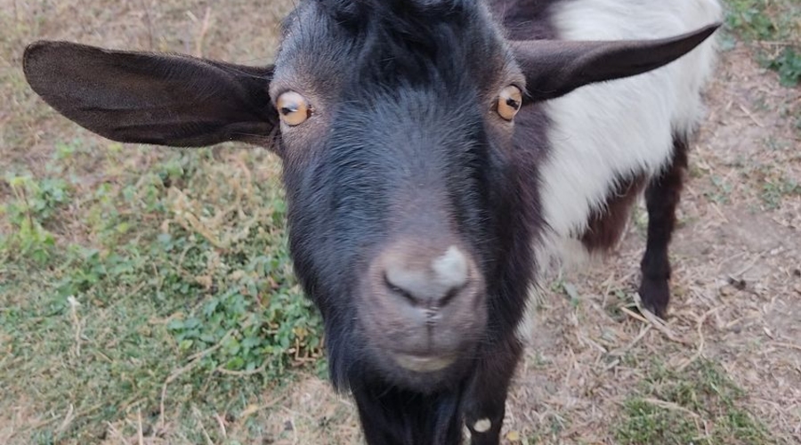 Липа телеги или железное обвинение?