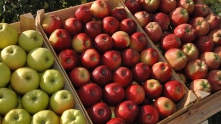 Молдова обсудила с Россией вопрос возобновления поставок яблок