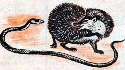 Объединение ужа с ежом может привести только к метру колючей проволоки