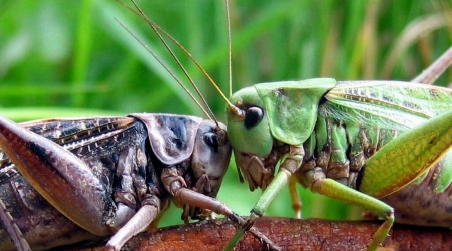 Игорь Додон призвал 