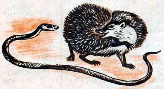 Объединение ужа с ежом может привести только к метру колючей проволоки