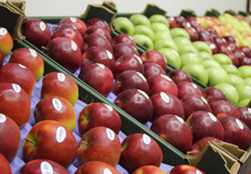 «Платформа DA» требует прояснить ситуацию с экспортом молдавских фруктов в Россию