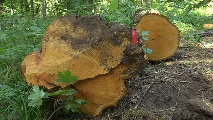 Атаманы молдавских Кодр