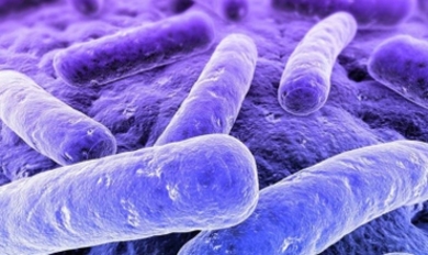 В Молдове начался сезон заражения паразитами