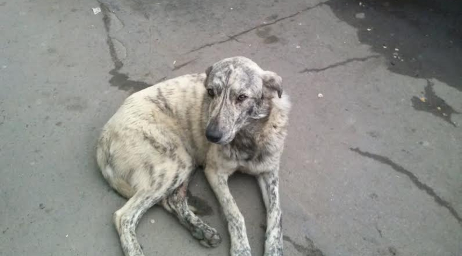 О том, как Шакал не вышел мордой