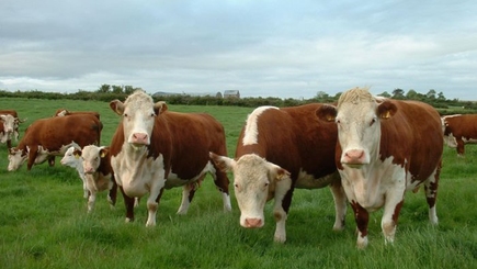 Государство выделяет средства на поддержку скота