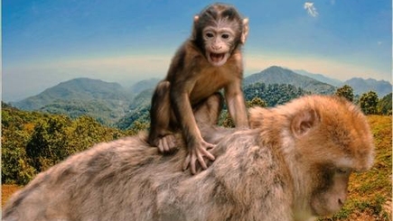 Оспа обезьян пока обходит Молдову стороной