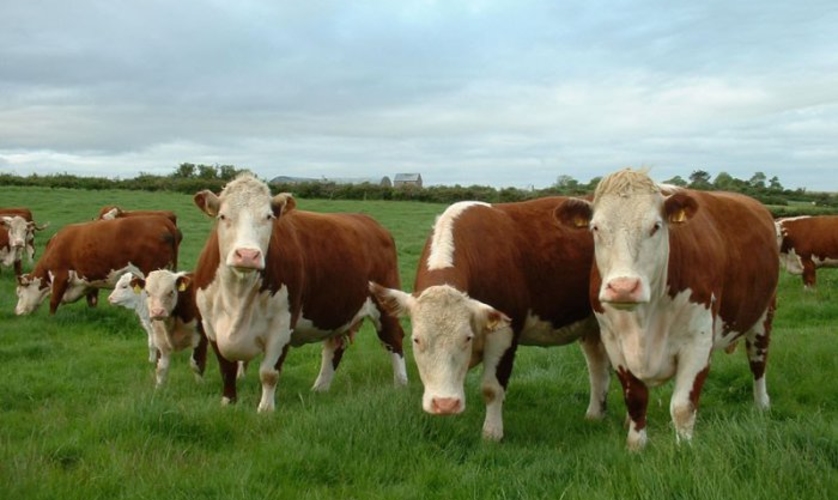 Государство выделяет средства на поддержку скота