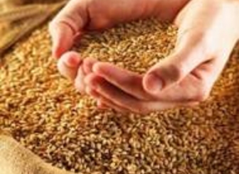 Уборка пшеницы в республике завершится к началу августа