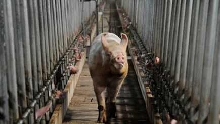 Симметричный ответ России на отказ Румынии пропустить Рогозина