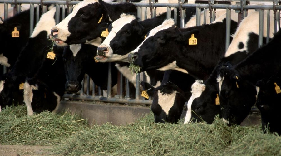 Бесплатные консультации в области модернизации методов производства кормов и молока