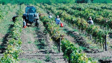 Бумаков: Сельское хозяйство - опора молдавской экономики