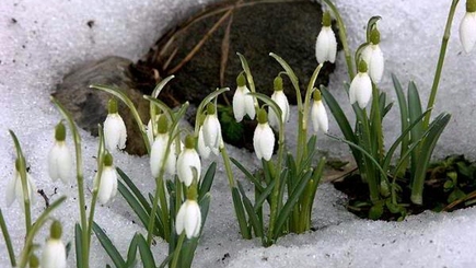 За весенние цветы – штраф! А за кабанов в Пэдуря домняскэ?!