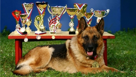 В Кишиневе проходит международная выставка собак