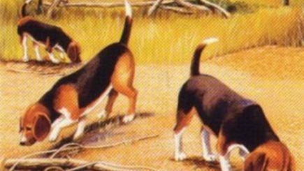 Впервые за последние несколько лет в Молдове был открыт сезон охоты на лис