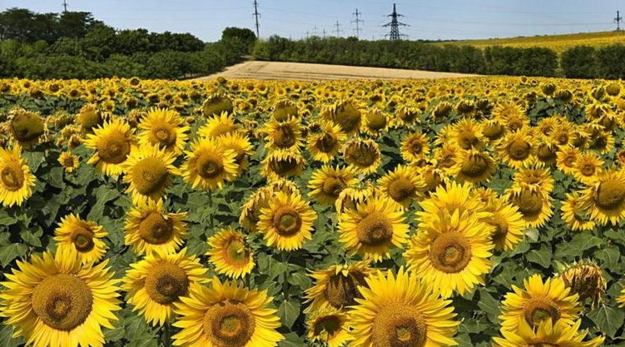 Минсельхоз ожидает богатый урожай подсолнечника