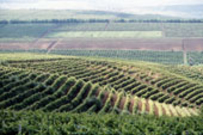 На юге республики началась уборка ранних сортов столового винограда