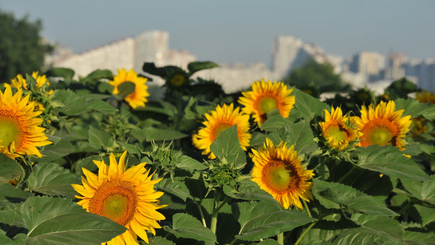 Опрос политиков и экспертов к 30-летию независимости Молдовы накануне праздника