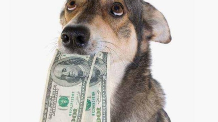 Владельцы собак будут платить налог