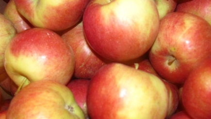 Первая партия яблок из Молдовы доставлена в Бангладеш