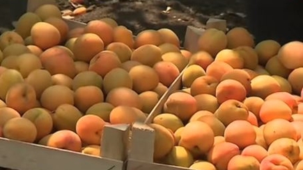 Молдова не осваивает квоты ЕС