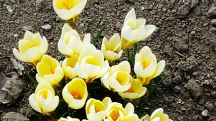 Д.Попозогло: 