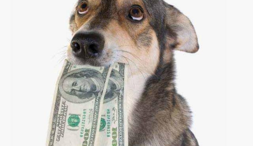 Владельцы собак будут платить налог