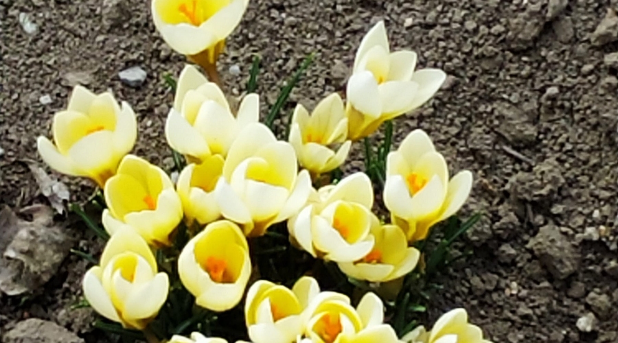 Д.Попозогло: 