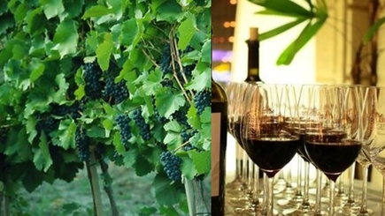 Молдавское вино Rara Neagră стало вином недели в Великобритании